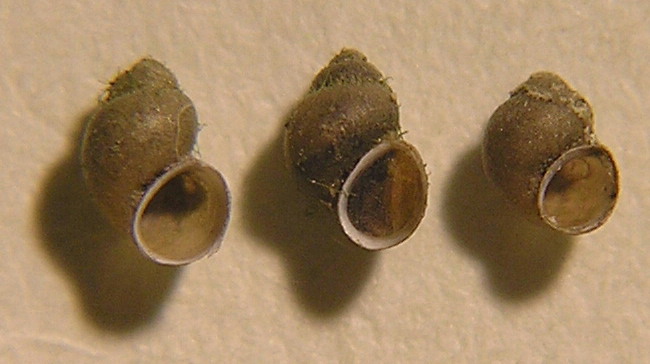 Pseudamnicola (Pseudamnicola) moussonii (Calcara, 1841)